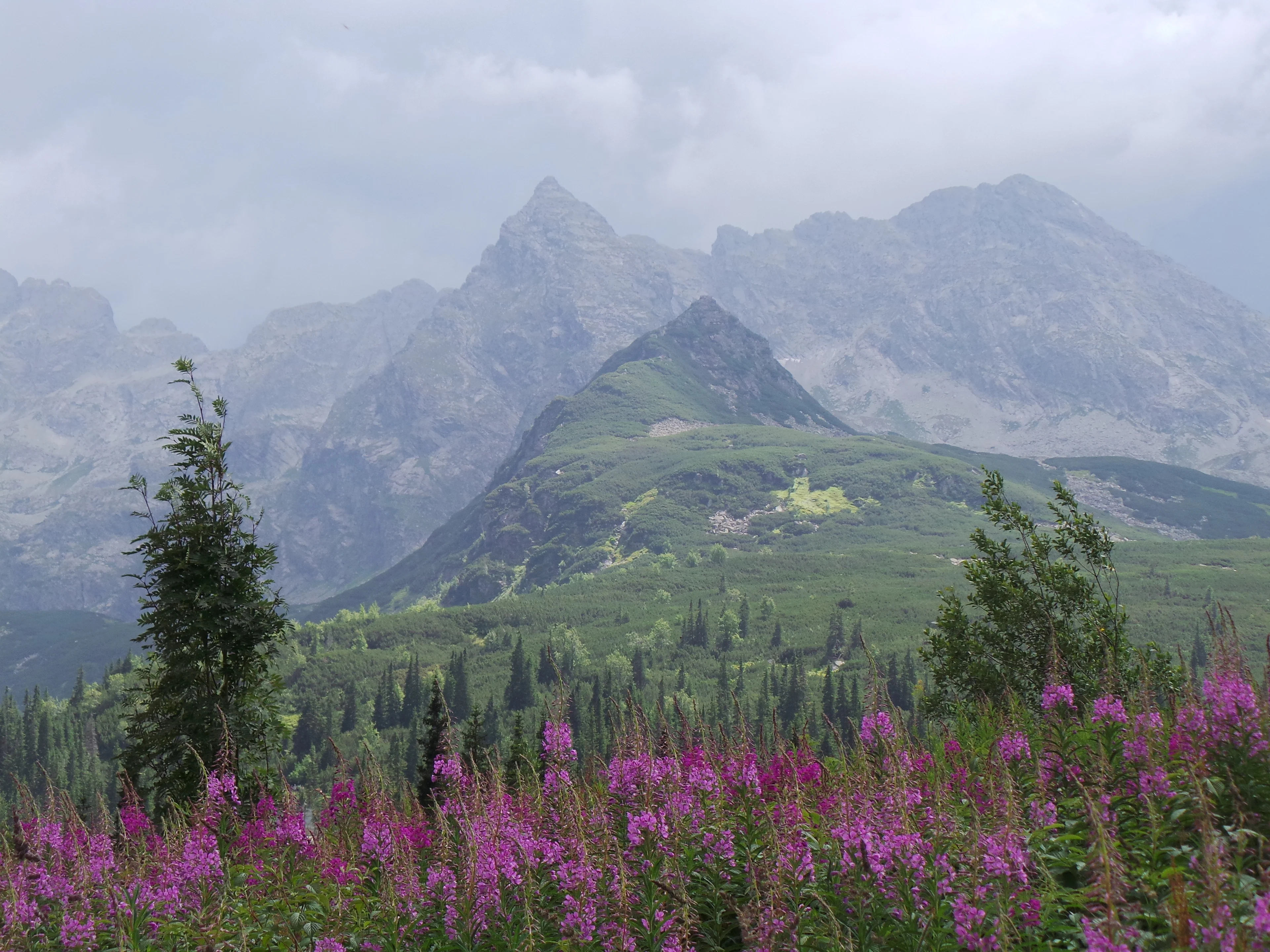 Fireweed and the Tatra Mts.