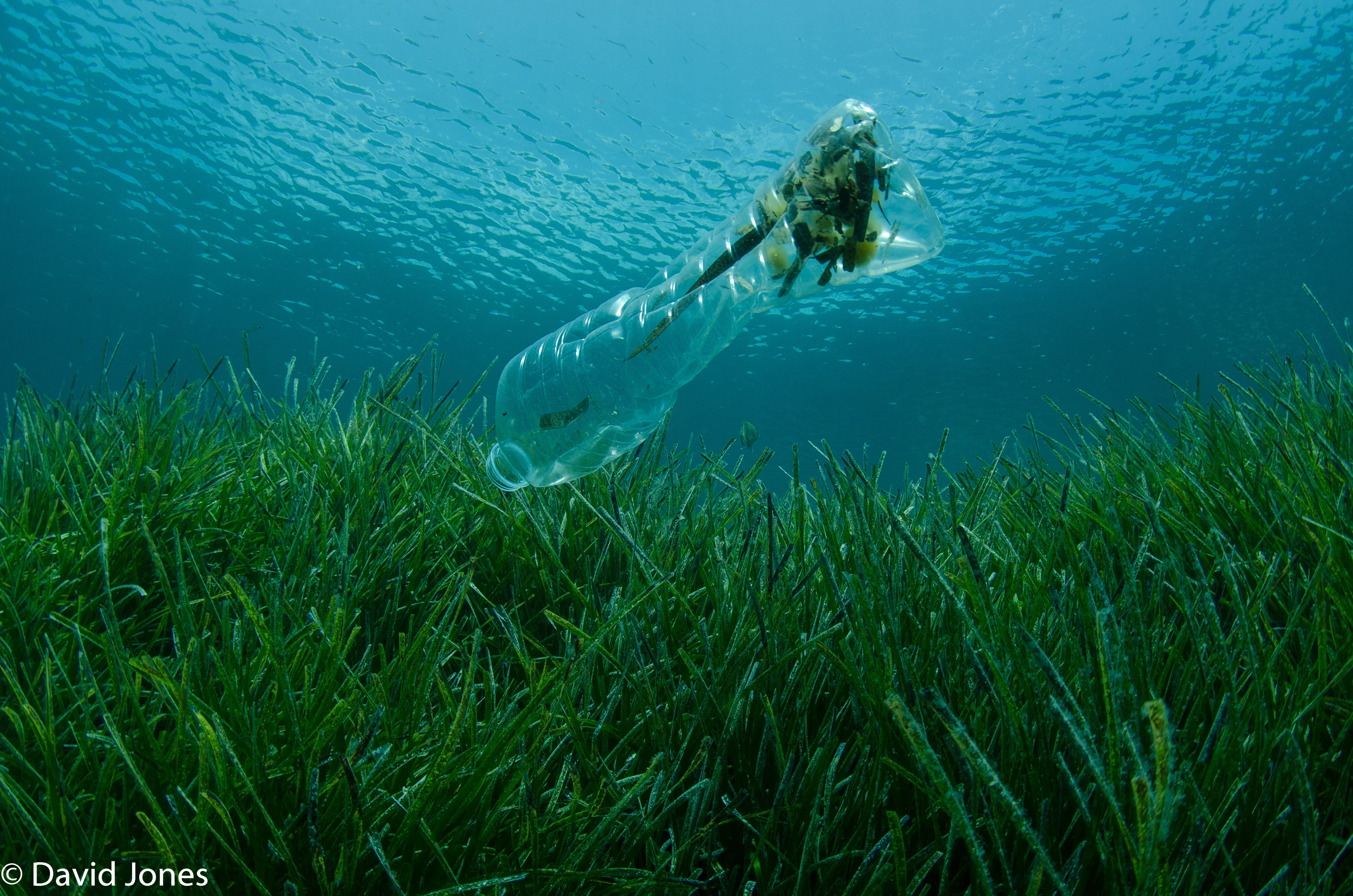 "The most valuable thing we extract from the ocean is our existence" - Dr Sylvia Earle