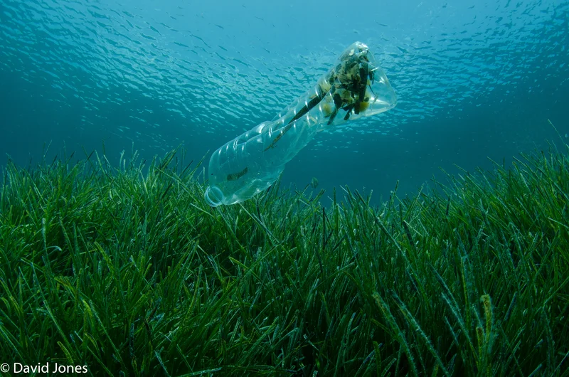 "The most valuable thing we extract from the ocean is our existence" - Dr Sylvia Earle