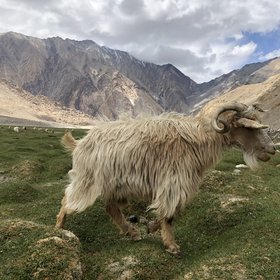 Pasmina goat herding in the Karakorum