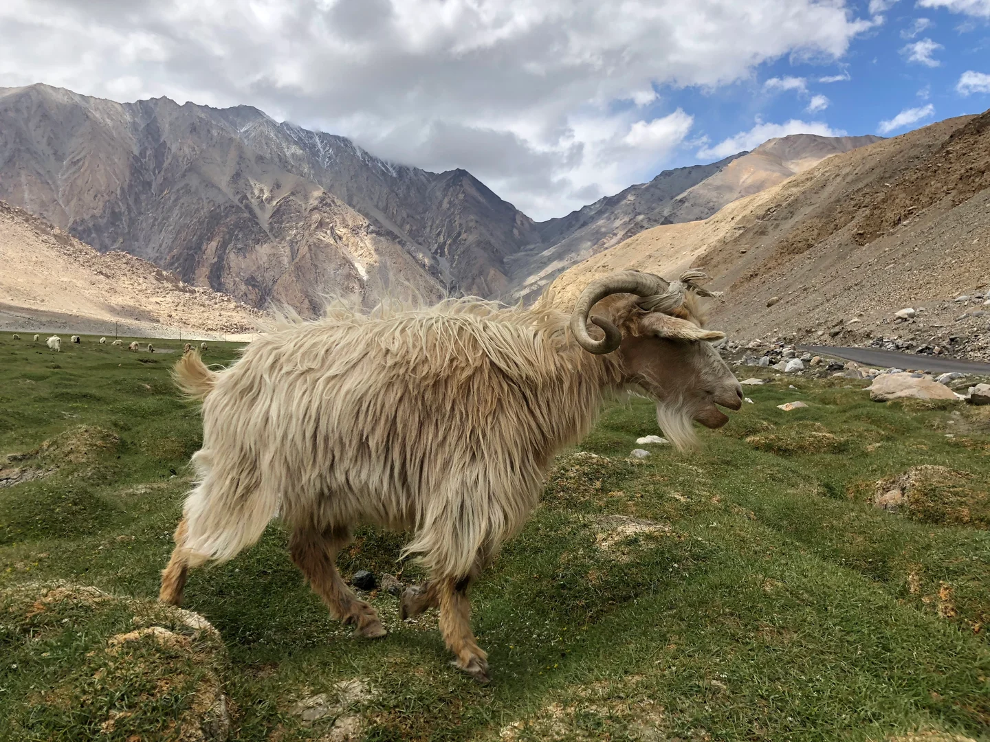 Pasmina goat herding in the Karakorum