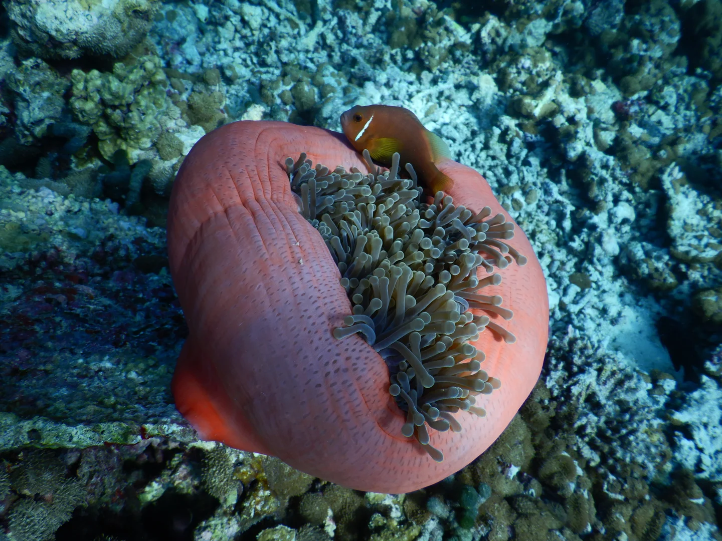 Surviving coral bleaching