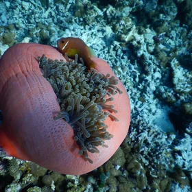 Surviving coral bleaching