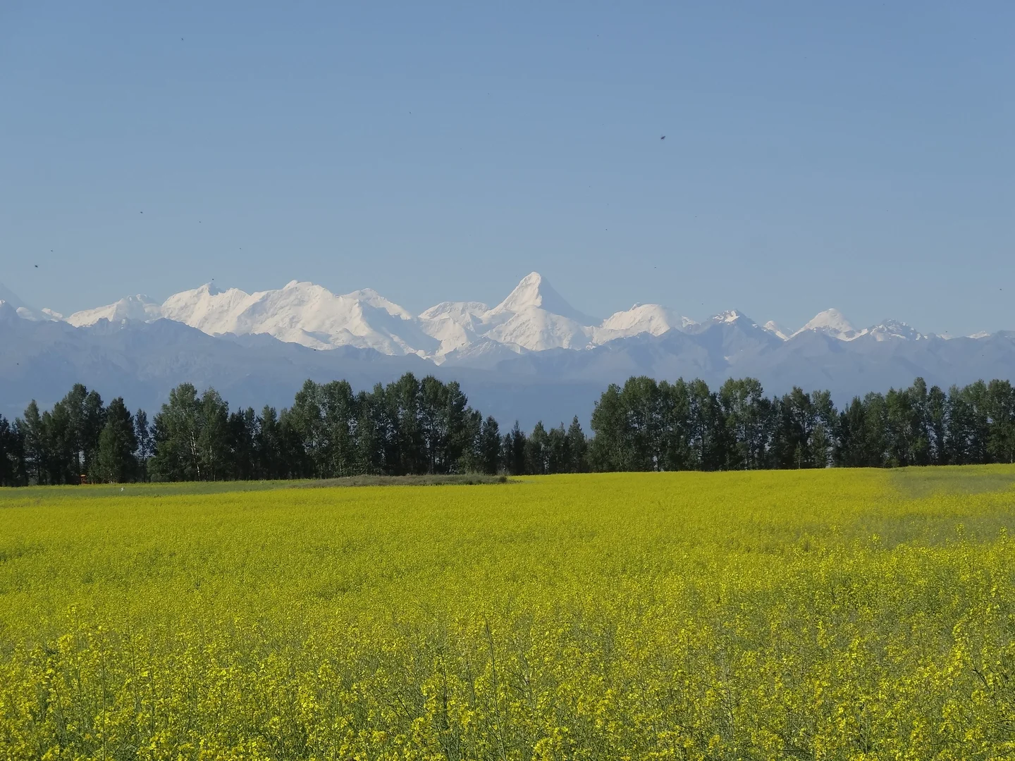 South Tianshan (mountain)