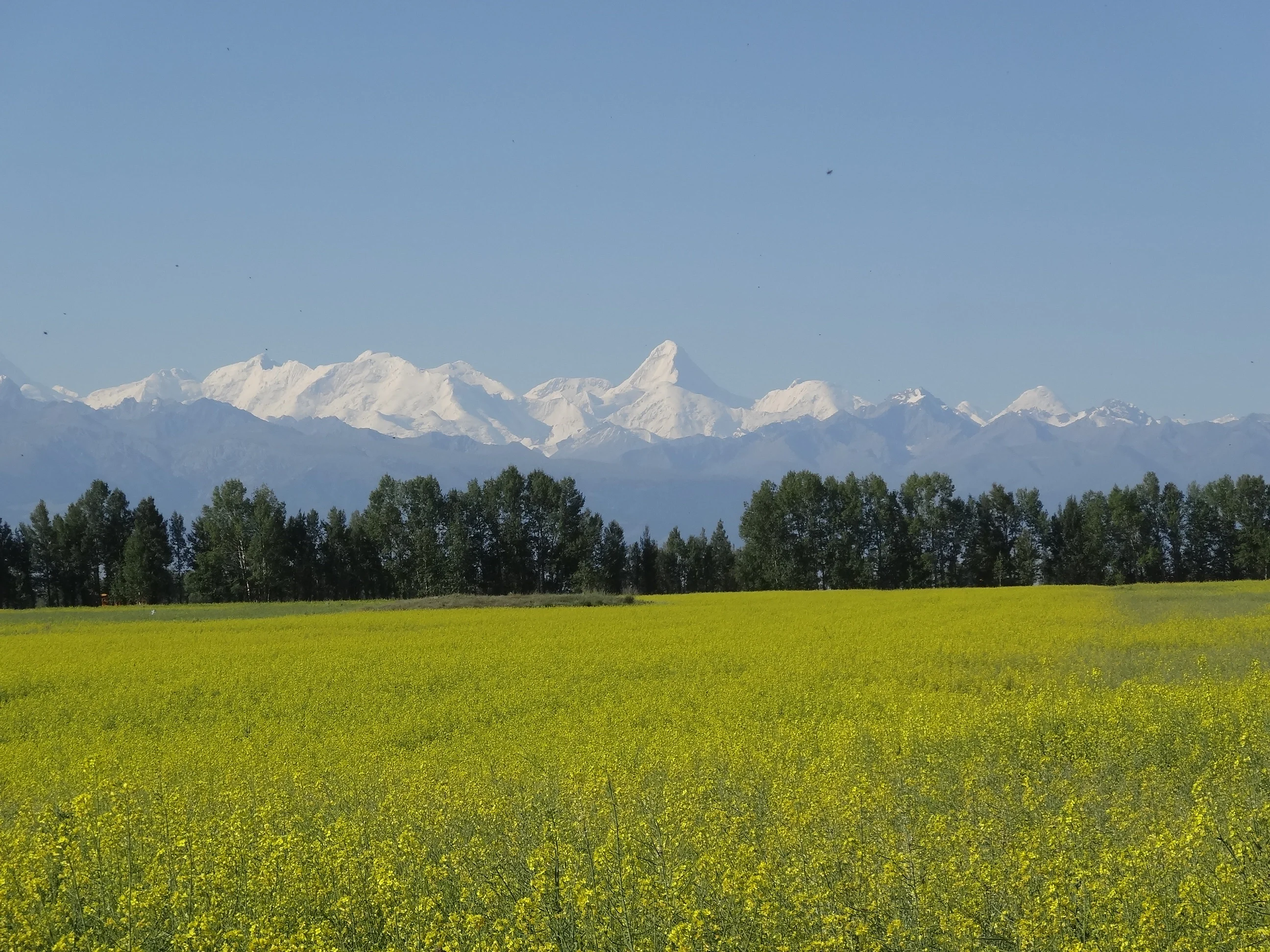 South Tianshan (mountain)