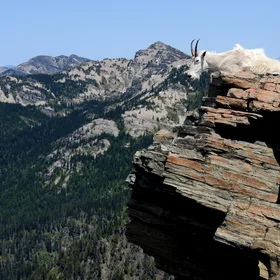 High on a Hill was a Lonely Goat