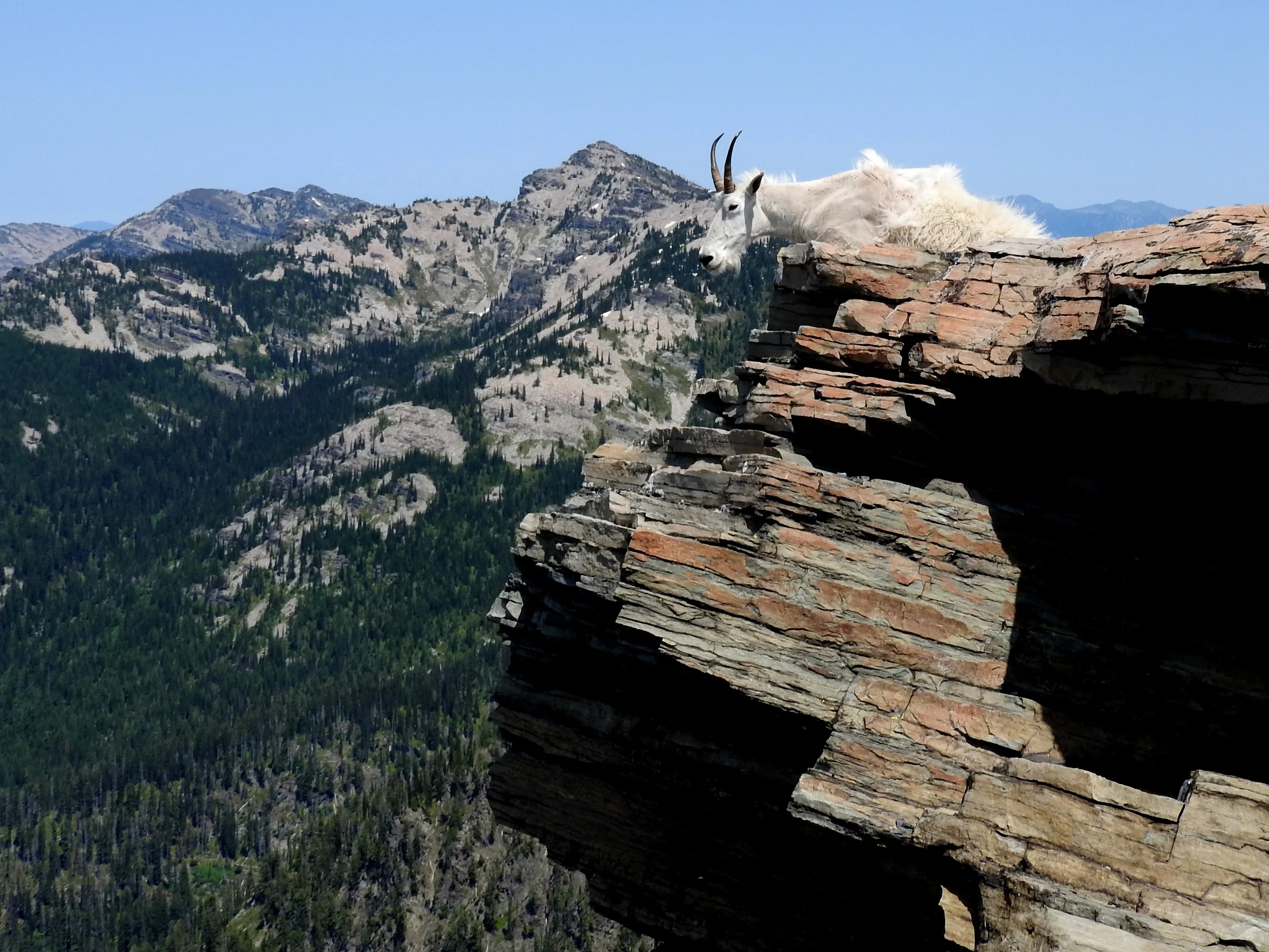 High on a Hill was a Lonely Goat