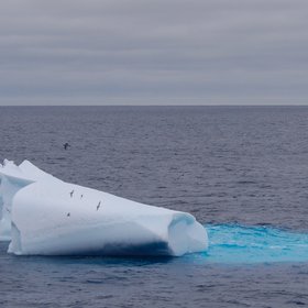 Old Iceberg as habitat