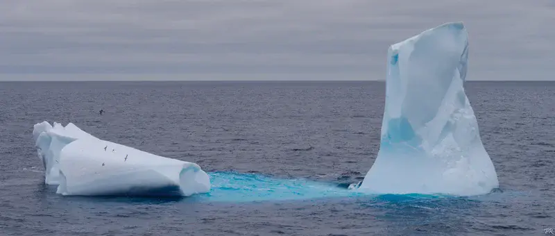 Old Iceberg as habitat