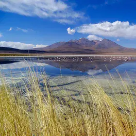 Flamingos in a volcanic environment
