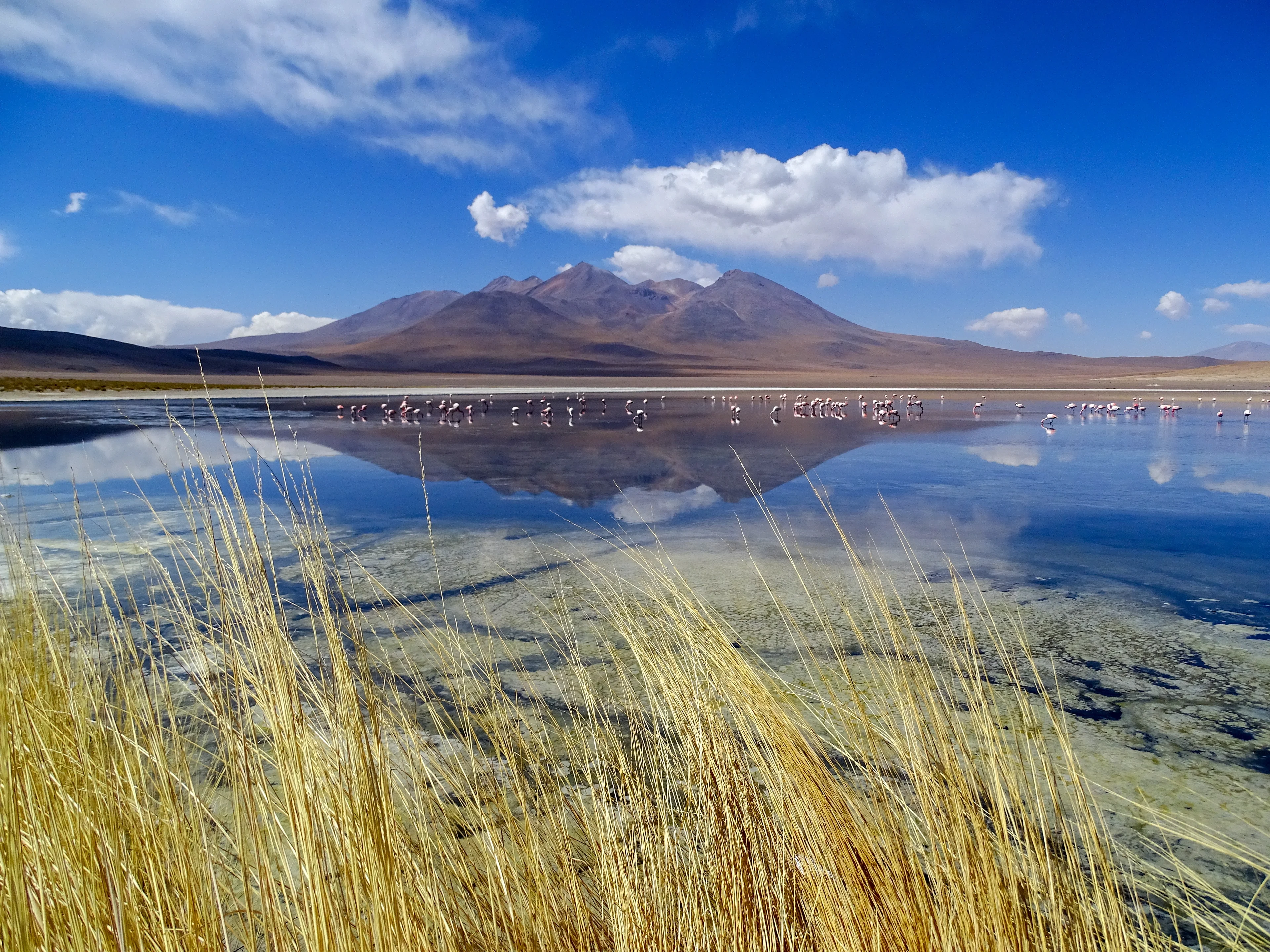 Flamingos in a volcanic environment