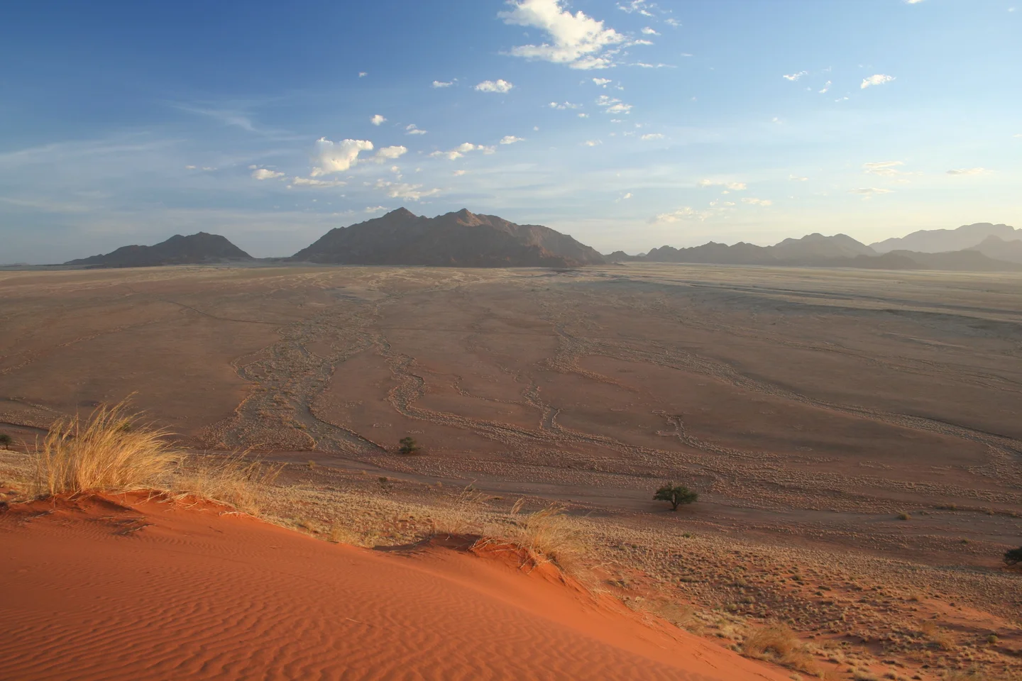 Plants indicate water in dry environments