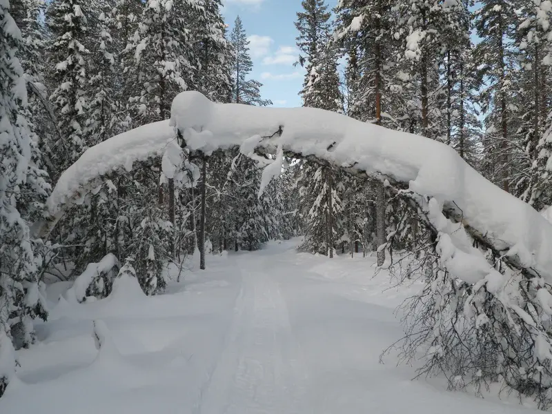 Snowbirch arc - Fairy tale entrance to field work site