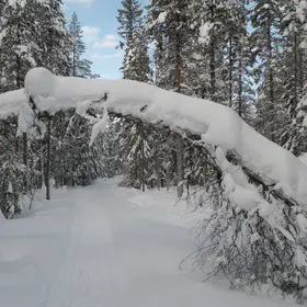 Snowbirch arc - Fairy tale entrance to field work site