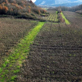 Looking for good wine..in " faulted vineyard"