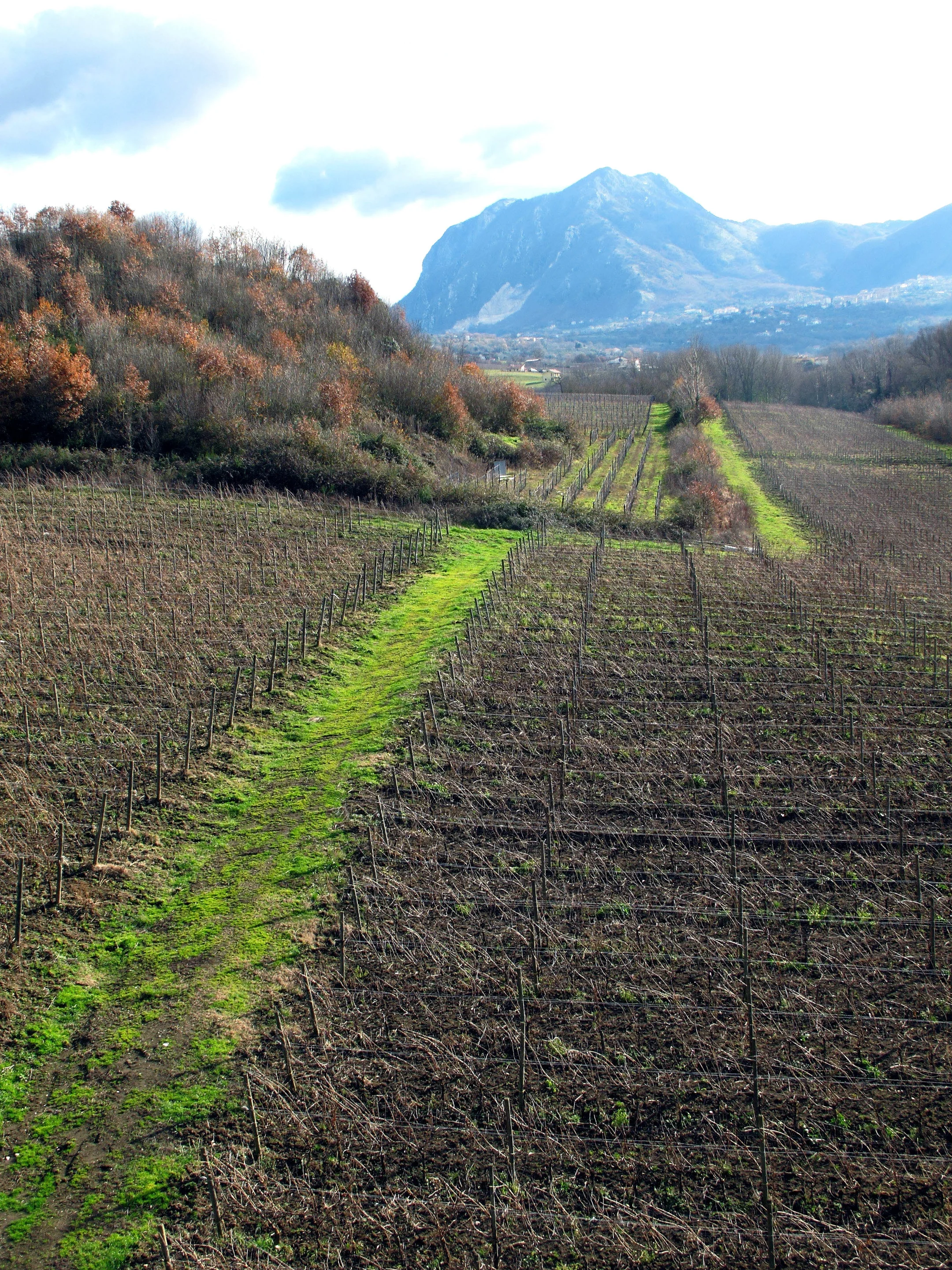 Looking for good wine..in " faulted vineyard"