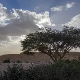 Peace and life thriving in the Negev