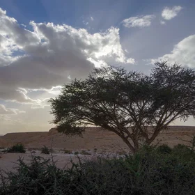 Peace and life thriving in the Negev
