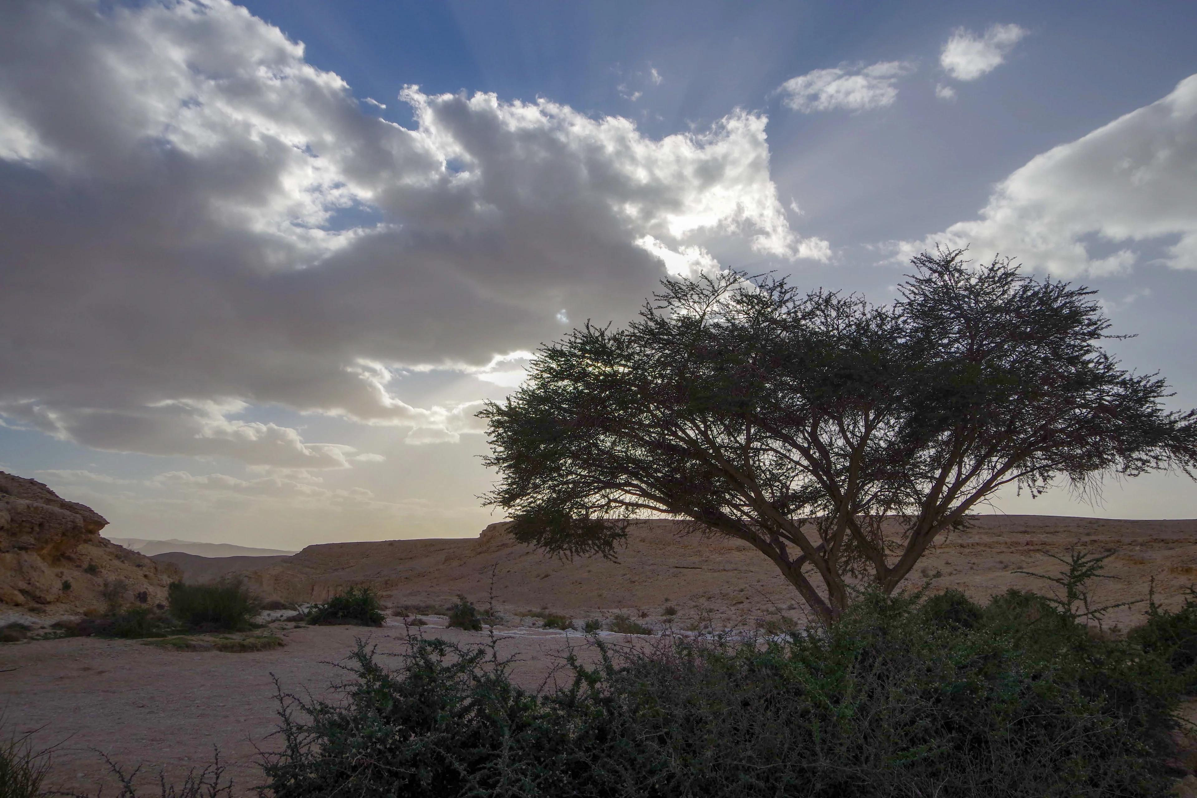 Peace and life thriving in the Negev