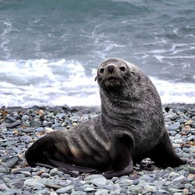 A fur seal we met near Aspa 171. 28th of January 2019, Antarctica, King George Island.