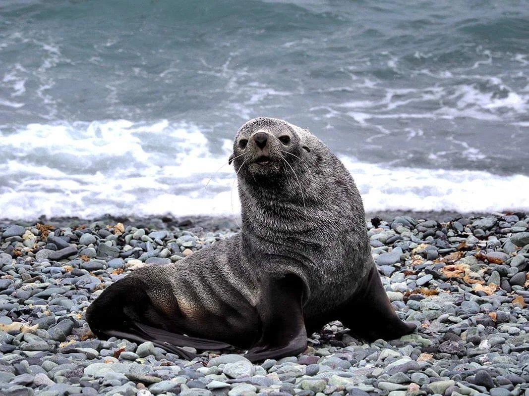 A fur seal we met near Aspa 171. 28th of January 2019, Antarctica, King George Island.