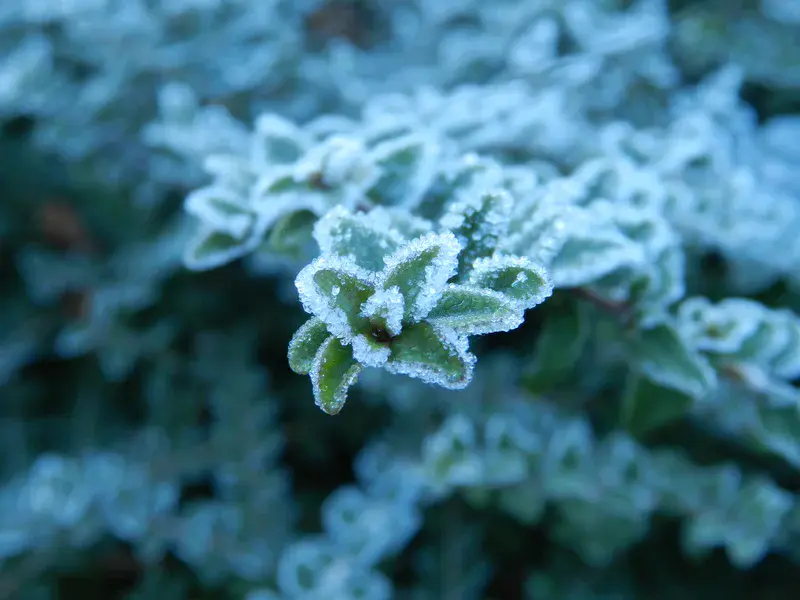 Frost over the leaves of a bush