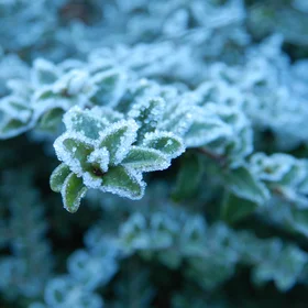 Frost over the leaves of a bush