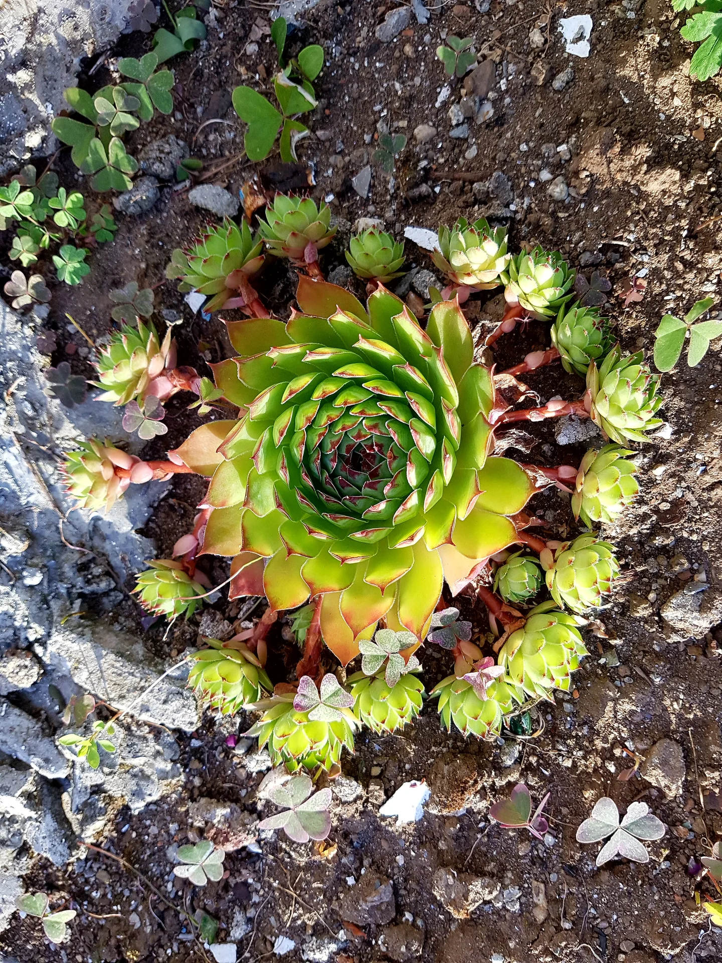 The geometry in the nature