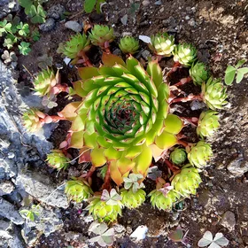 The geometry in the nature