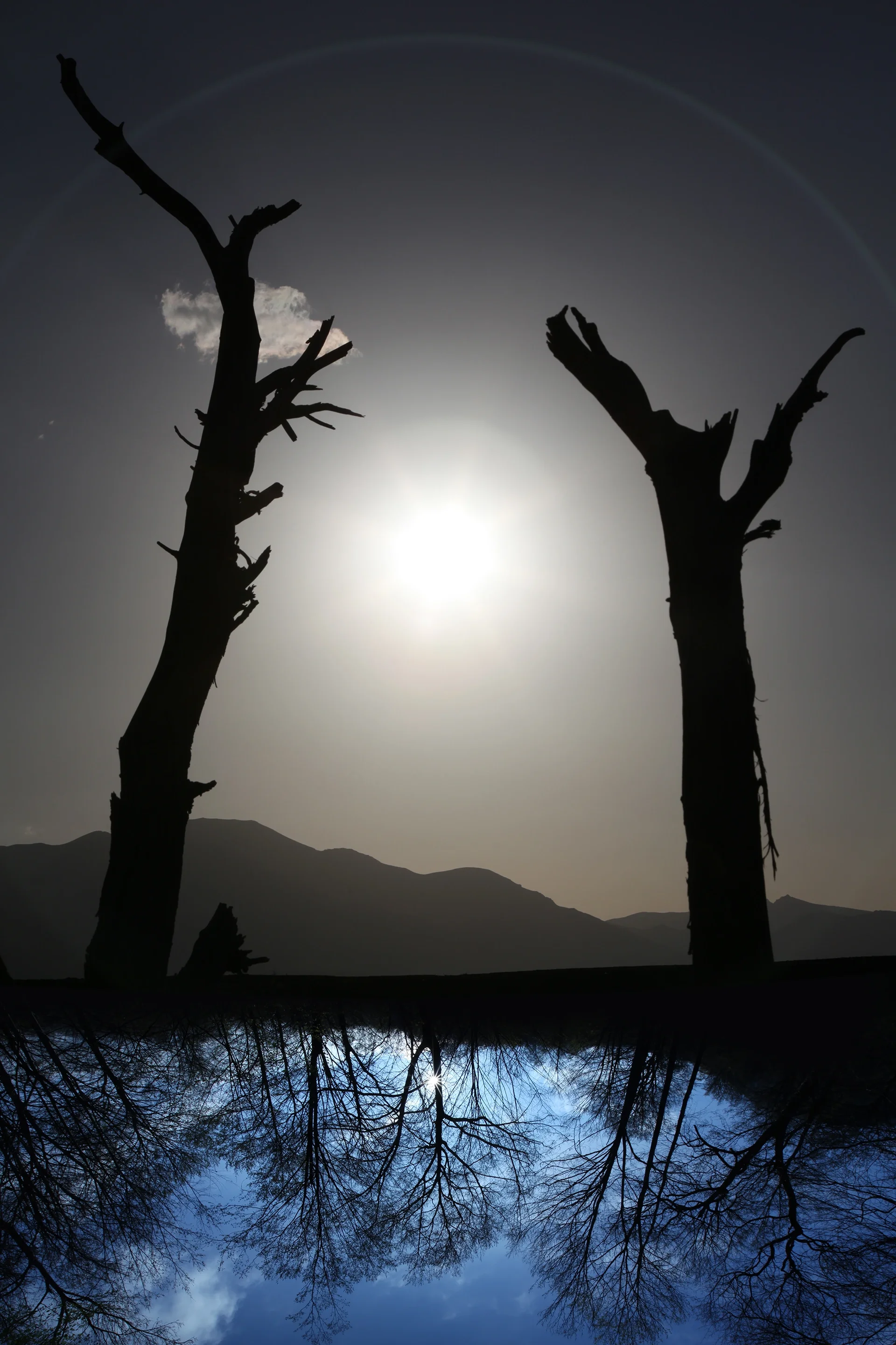 Shadow in the river, young and old trees, frindship between past and present generation,protect earth