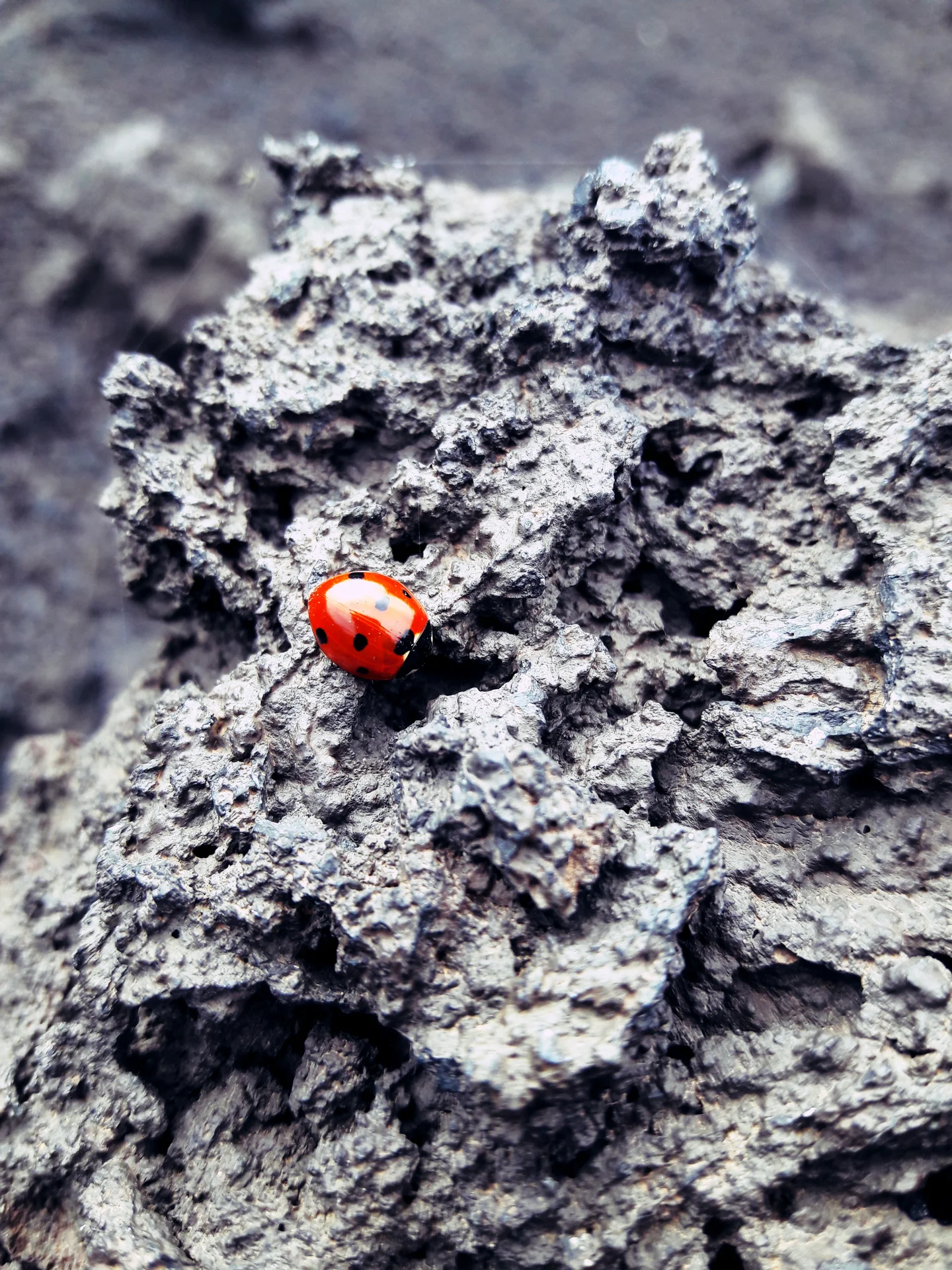 Small red dots in ashes