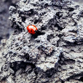 Small red dots in ashes