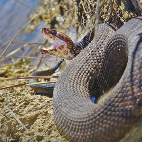 Cotton mouth - the only semi-aquatic snake