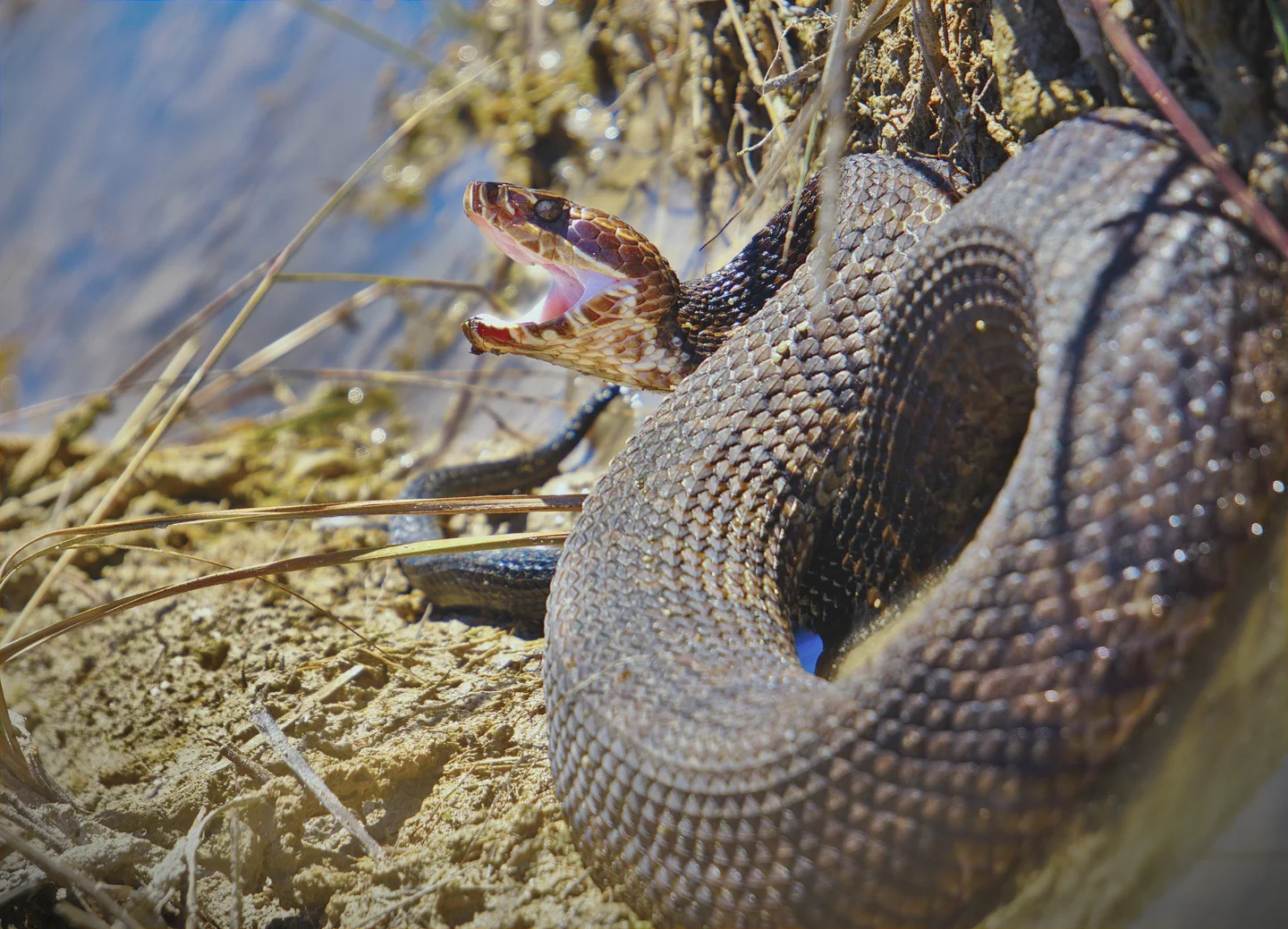 Cotton mouth - the only semi-aquatic snake