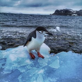 Curious chinstrap penguin