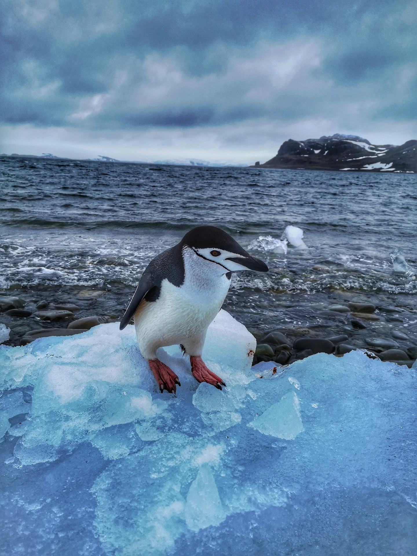 Curious chinstrap penguin
