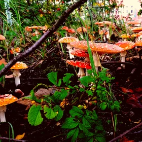 Multicolor autumn in Bremerhaven