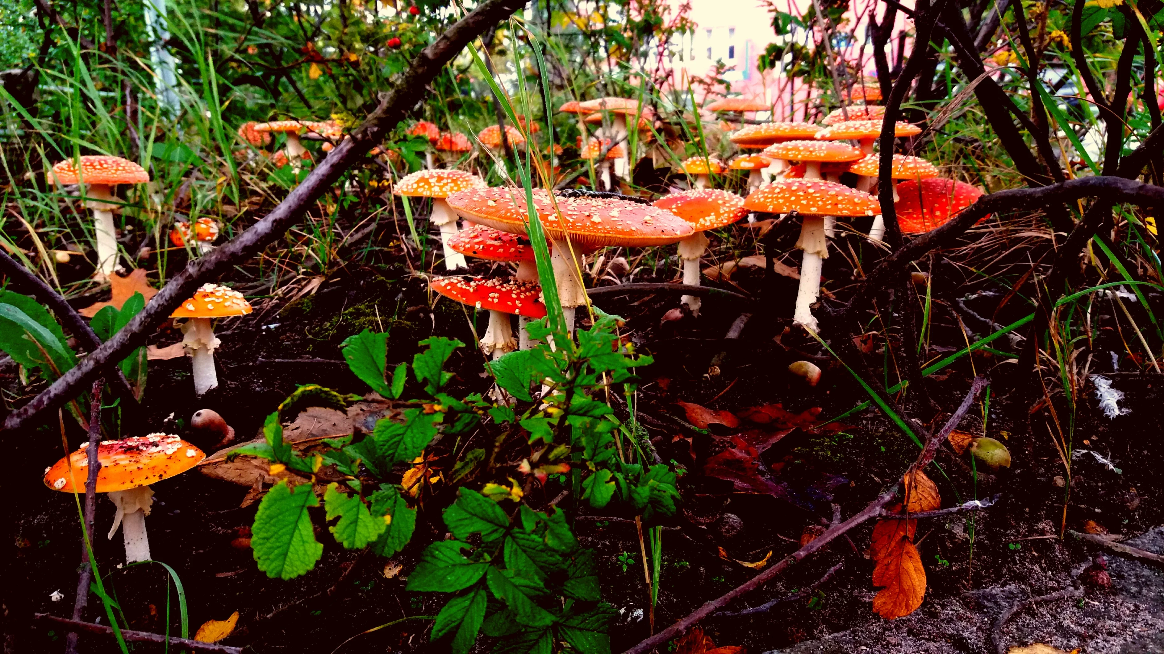 Multicolor autumn in Bremerhaven