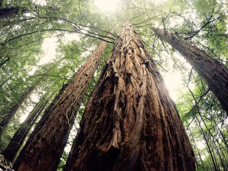 A marvellous sequoia in spring time and green leaves