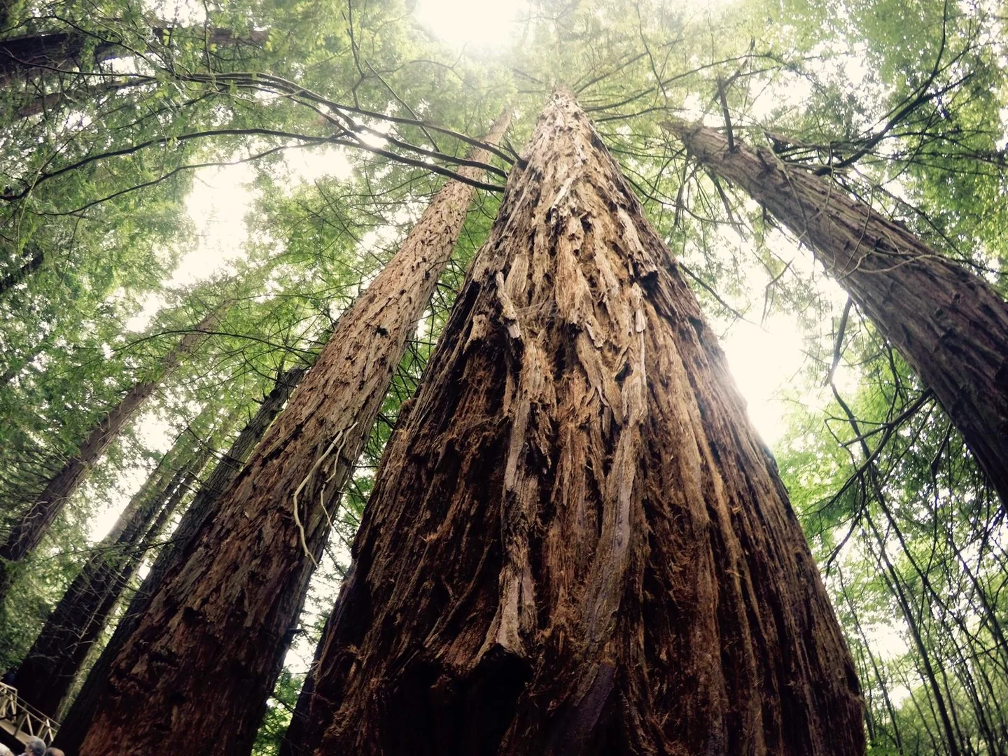 A marvellous sequoia in spring time and green leaves