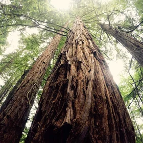 A marvellous sequoia in spring time and green leaves