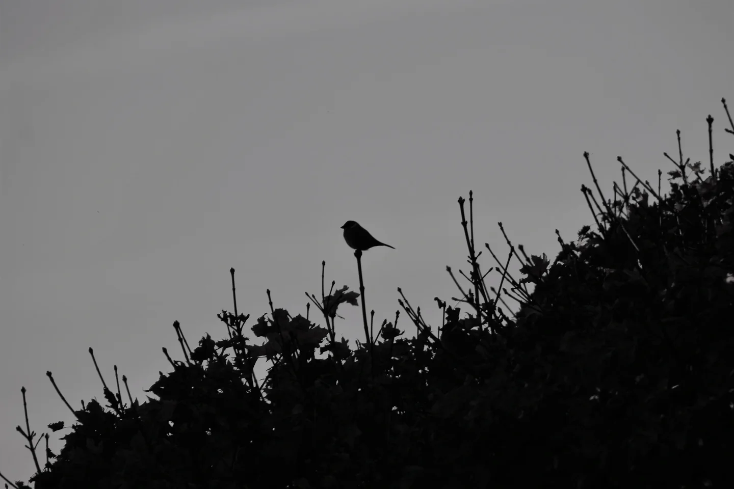 Silhouette in mid-November