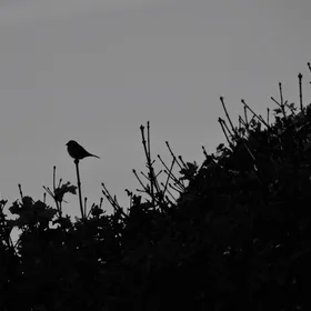 Silhouette in mid-November