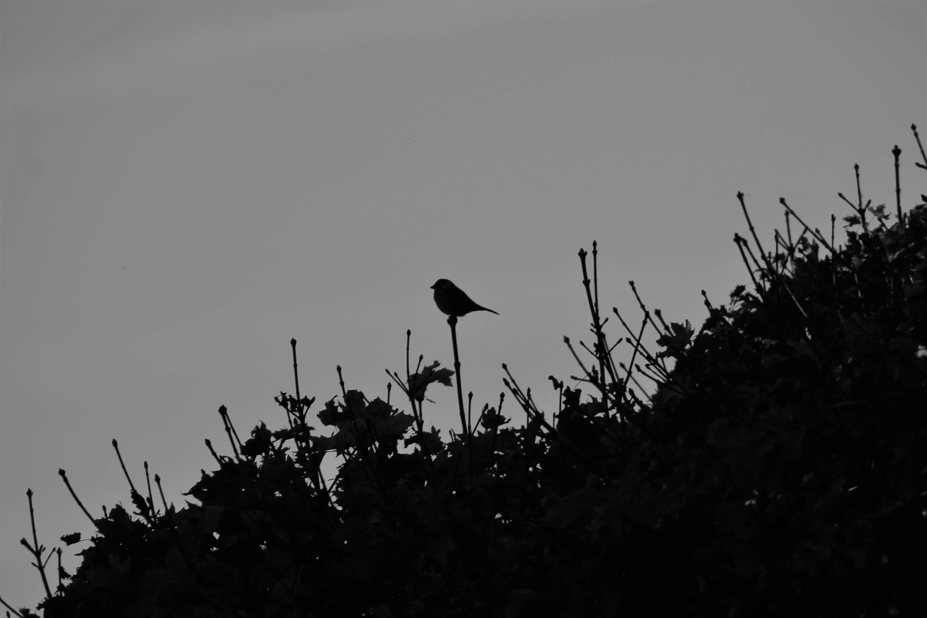 Silhouette in mid-November
