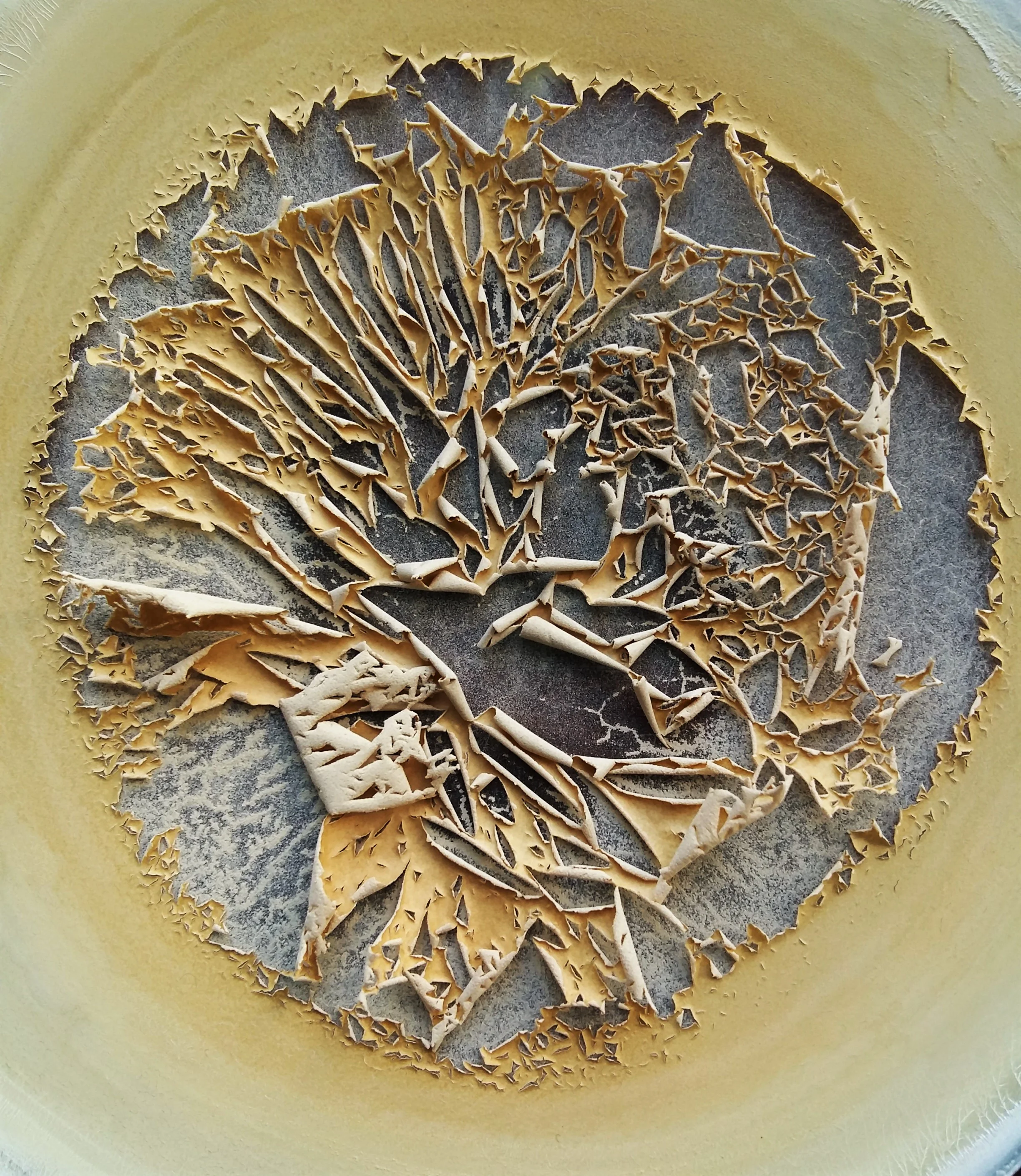 Dried soil fraction below 20 µm