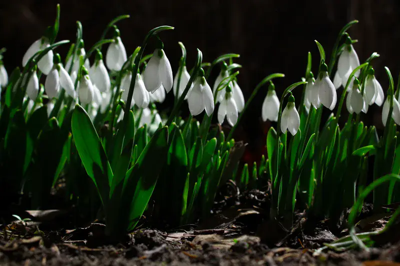Galanthus, the first messengers of Spring.