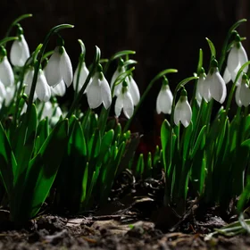 Galanthus, the first messengers of Spring.