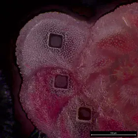 Ablated Pararotalia calcariformata (foraminifera)