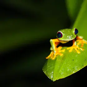 Guardian of the forest