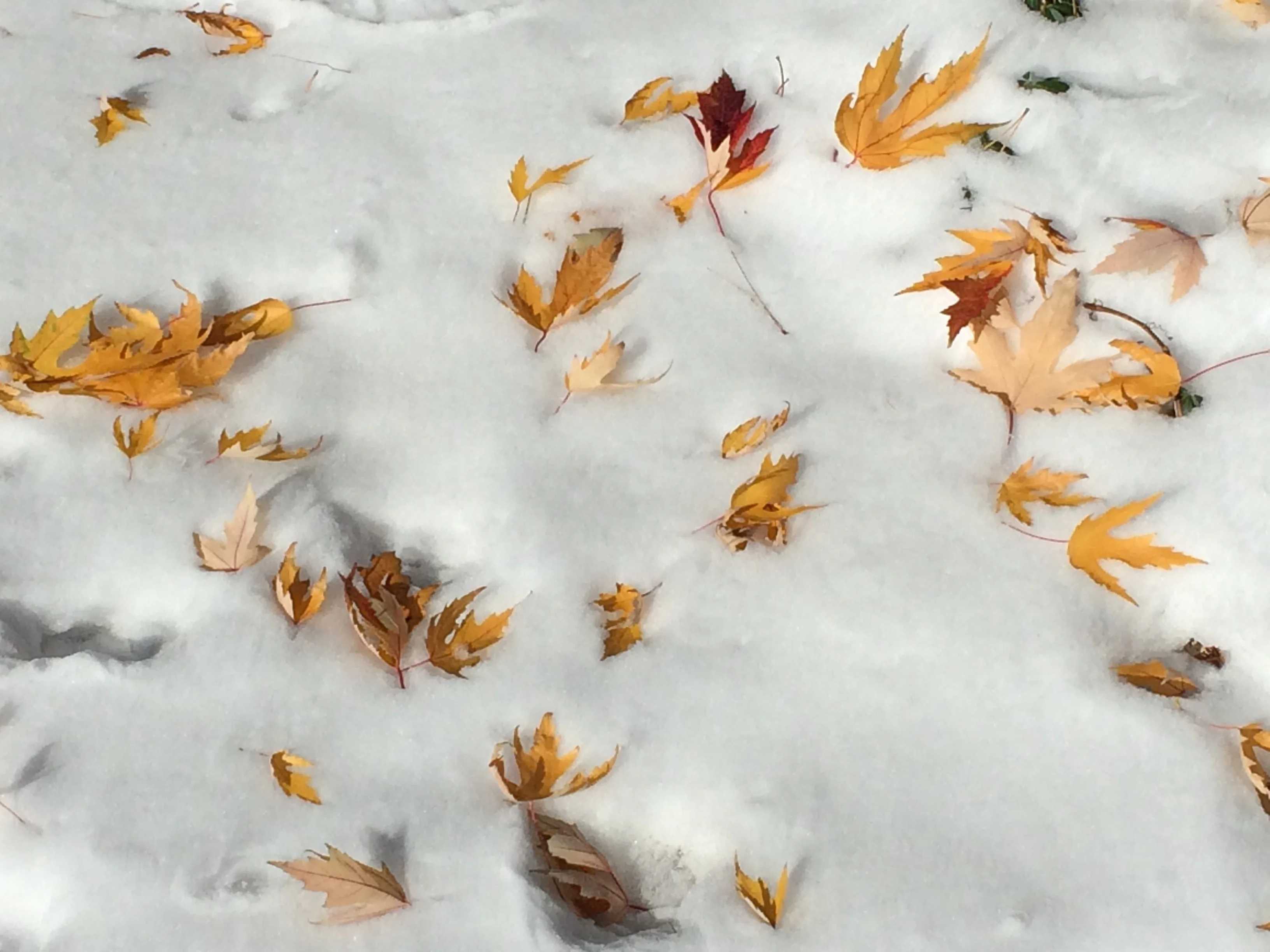 Changing Seasons (winter is coming)